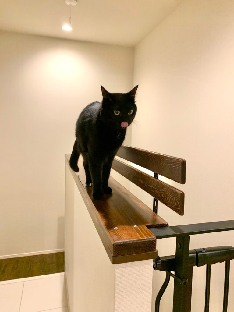 猫 階段 登ら せ ない